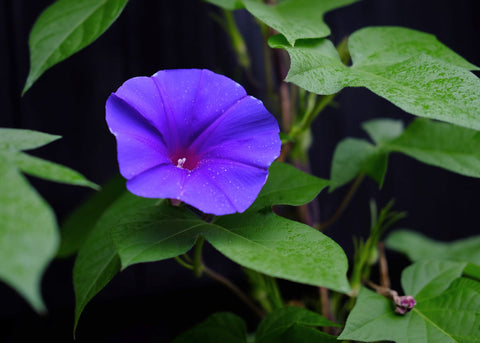 Grandpa Ott - Morning Glory Seeds