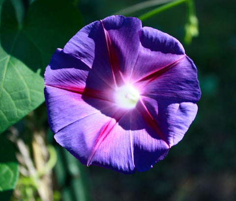 Grandpa Ott - Morning Glory Seeds