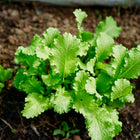 Young Green Wave mustard plant with bright green, deeply frilled leaves growing in dark garden soil.