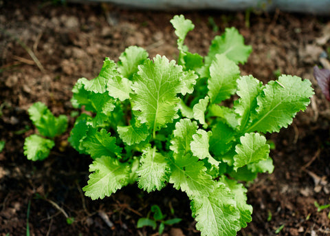 Heirloom Seeds_Mustard Green Wave_Bucktown Seed Company-03