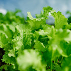 Close-up of vibrant Green Wave mustard greens growing in a garden bed with deeply frilled, bright green leaves.
