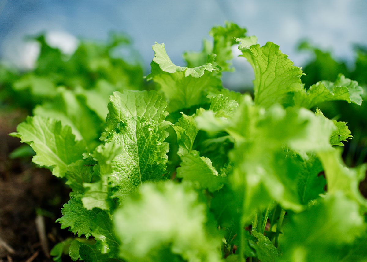 Green Wave Mustard Green Seed Bucktown Seed Company
