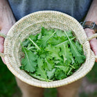 Hands holding a woven basket filled with freshly harvested, frilled Green Wave mustard greens.