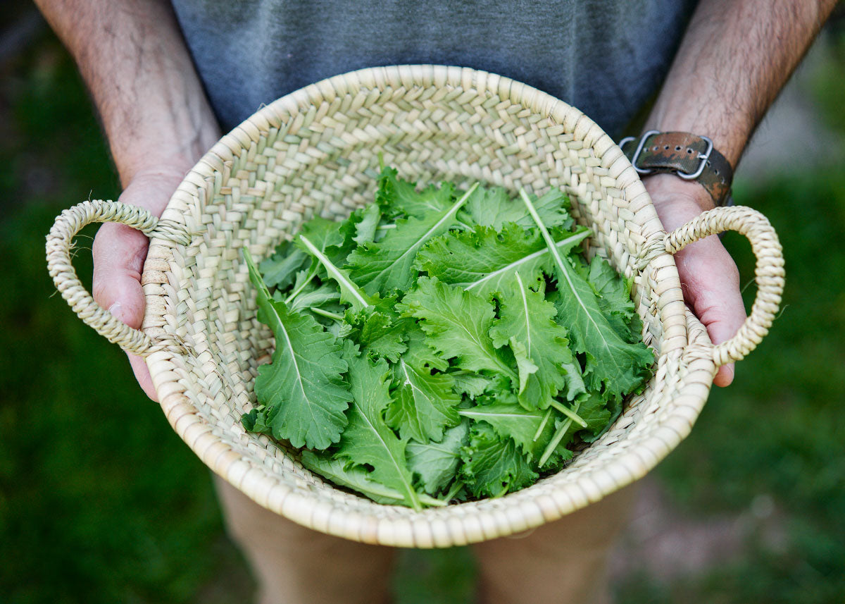 Green Wave Mustard Green Seed Bucktown Seed Company