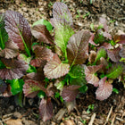 Young Red Giant mustard green plants with savoyed, burgundy and green leaves growing in garden soil.