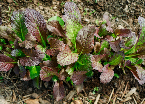 Heirloom Seeds_Mustard Greens Red Giant_Bucktown Seed Company-04