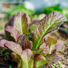 Young Red Giant mustard green plant with savoyed, burgundy and green leaves growing in garden soil.