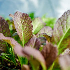 Red Giant mustard greens with broad, savoyed leaves in shades of burgundy and green growing in a garden bed.