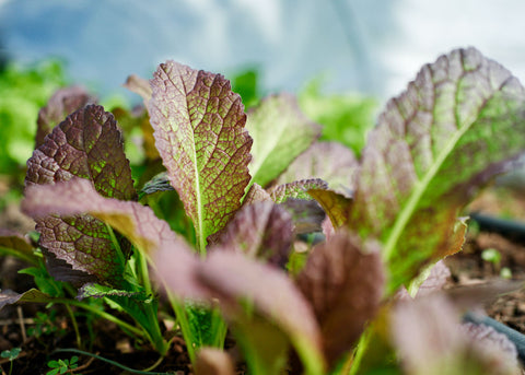 mustard greens seeds planting Red Giant