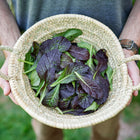Hands holding a woven basket filled with freshly harvested burgundy and green Red Giant mustard leaves.