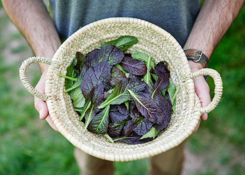 Heirloom Seeds_Mustard Greens Red Giant_Bucktown Seed Company-02
