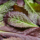 Close-up of Red Giant mustard greens featuring savoyed, burgundy and green leaves with water droplets.
