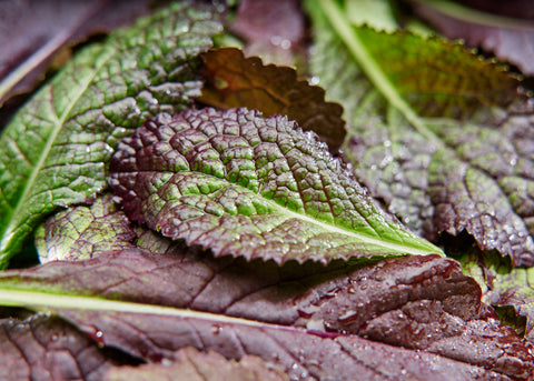 Heirloom Seeds_Mustard Greens Red Giant_Bucktown Seed Company-03