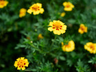 Naughty Marietta French marigold flowers with golden-yellow petals and deep maroon centers blooming in a garden.