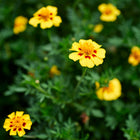 Naughty Marietta French marigold flowers with golden-yellow petals and deep maroon centers blooming in a garden.