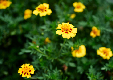 Marigold_Naughty-Marietta_Seed_003