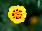 Naughty Marietta French marigold flower with bright yellow petals and a deep maroon center against a blurred green background.
