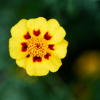 Naughty Marietta French marigold flower with bright yellow petals and a deep maroon center against a blurred green background.