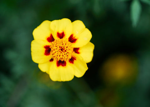 Marigold_Naughty-Marietta_Seed_002