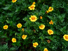 Naughty Marietta French marigold flowers with yellow petals and deep maroon centers blooming in a lush green garden.