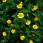 Naughty Marietta French marigold flowers with yellow petals and deep maroon centers blooming in a lush green garden.