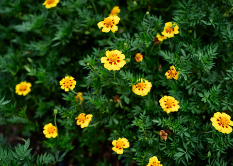 naughty marietta marigold seeds Naughty Marietta