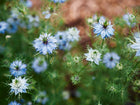 Soft blue Miss Jekyll Love-In-A-Mist flowers with delicate, feathery green foliage in a garden setting.