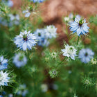 Soft blue Miss Jekyll Love-In-A-Mist flowers with delicate, feathery green foliage in a garden setting.