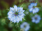 Delicate light blue Miss Jekyll Love-In-A-Mist flower with finely cut, feathery green foliage.