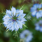 Delicate light blue Miss Jekyll Love-In-A-Mist flower with finely cut, feathery green foliage.