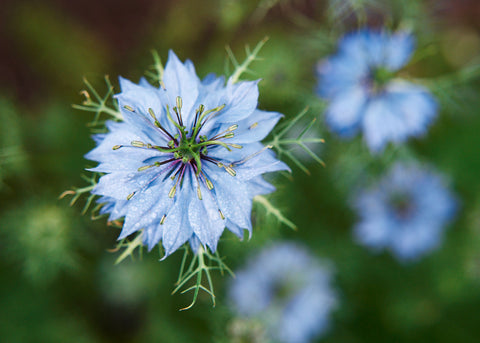 Flower Seeds_Nigella_Miss Jekyll_Bucktown Seed Company-02