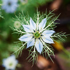 Top-down view of a pale blue Miss Jekyll Love-In-A-Mist flower surrounded by delicate, feathery green foliage.
