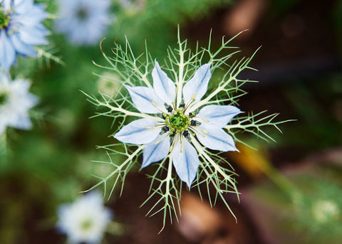 Flower Seeds_Nigella_Miss Jekyll_Bucktown Seed Company-03