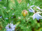 Miss Jekyll Love-in-a-Mist plant with delicate blue flowers and a striped seed pod amidst fine, feathery green foliage.