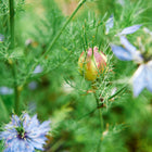 Miss Jekyll Love-in-a-Mist plant with delicate blue flowers and a striped seed pod amidst fine, feathery green foliage.