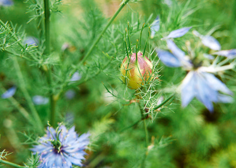 Flower Seeds_Nigella_Miss Jekyll_Bucktown Seed Company-04