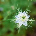Top-down view of a pale blue Miss Jekyll Love-In-A-Mist flower surrounded by delicate, feathery green foliage.