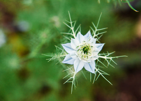 Flower Seeds_Nigella_Miss Jekyll_Bucktown Seed Company-05