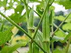 Clemson Spineless okra pods growing on a green plant with large leaves in a garden.