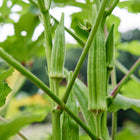 Clemson Spineless okra pods growing on a green plant with large leaves in a garden.