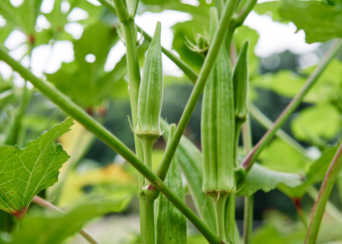Clemson Spineless Organic Okra Seed Bucktown Seed Company