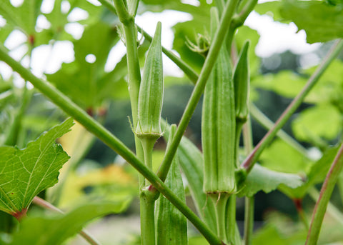 Heirloom Seeds_Okra Clemson Spineless_Bucktown Seed Company-02