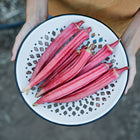 Hands holding a white decorative bowl filled with freshly harvested, vibrant orange-red Jing Orange okra pods.