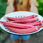 Hands holding a white enamel colander filled with freshly harvested, vibrant orange-red Jing Orange okra pods.