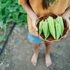 Person holding a woven basket filled with freshly harvested, ribbed Star of David okra pods in a garden.
