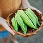 Hands holding a small woven basket filled with freshly harvested, deeply ribbed Star of David okra pods.