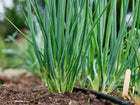 Evergreen Bunching onions growing in a garden bed with long green stalks and white shanks emerging from the soil.