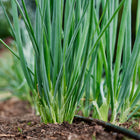 Evergreen Bunching onions growing in a garden bed with long green stalks and white shanks emerging from the soil.