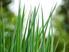 Close-up of vibrant green, slender leaves of growing Evergreen Bunching onions against a soft-focus garden background.