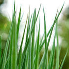 Close-up of vibrant green, slender leaves of growing Evergreen Bunching onions against a soft-focus garden background.